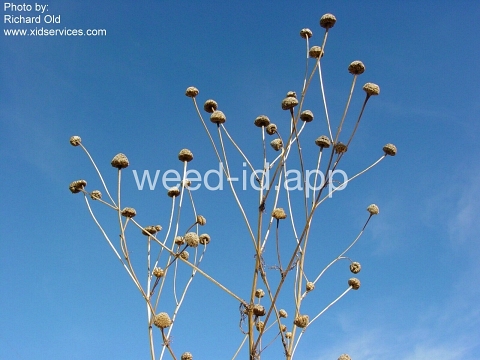 chamomile, scentless